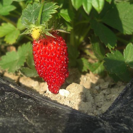 Rifugio Alpi Apuane Hotel Careggine ภายนอก รูปภาพ